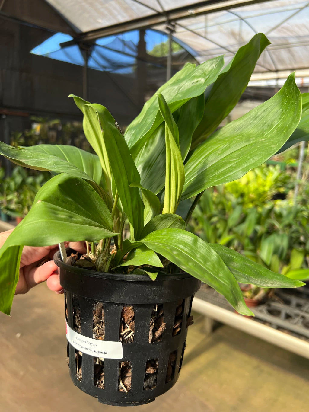 Orquídea Stanhopea Tigrina Nigroviolacea Adulta | Flor Exótica e de Fácil Cultivo!