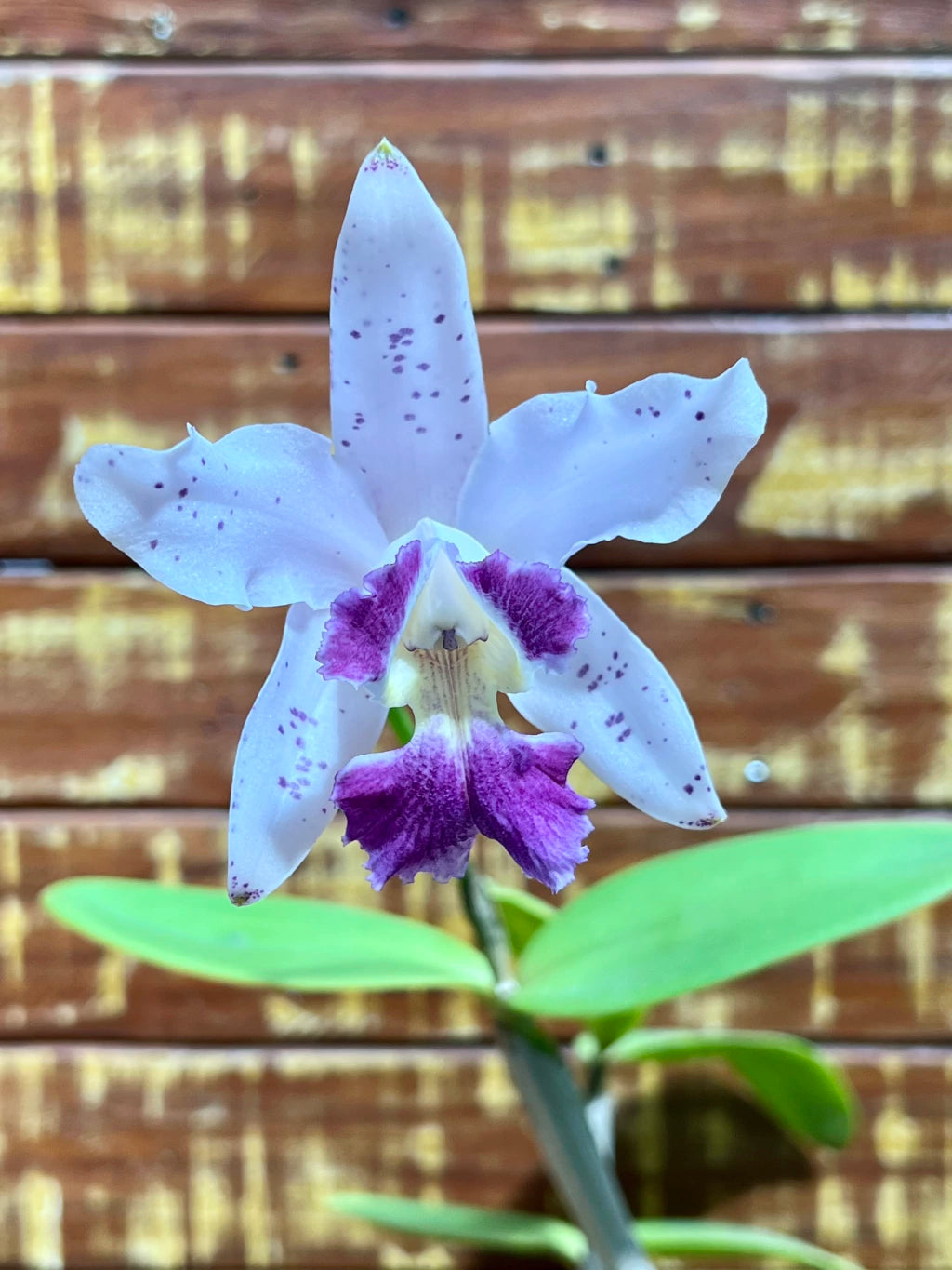 Flor Orquídea Cattleya Interglossa Coeruela – Adulta | Beleza rara com toque azulado