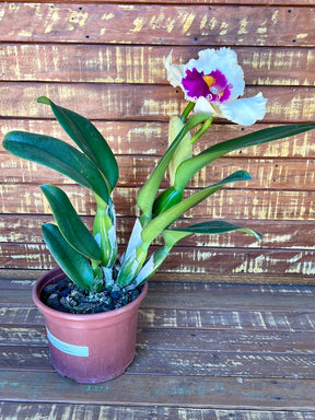 Orquídea Pot. Queen of Carnival – Flor Vibrante, Adulta e Apta à Floração