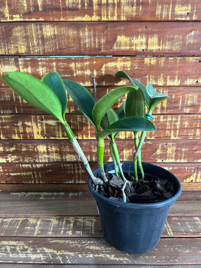 Orquídea Cattleya Schilleriana x Cruzeiro do Sul (246) – Adulta e Apta à Floração