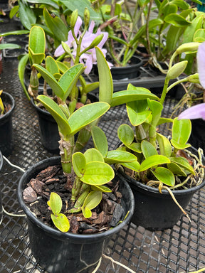 Orquídea Cattleya Nobilior Amaliae Adulta – Em Floração 01.10.25