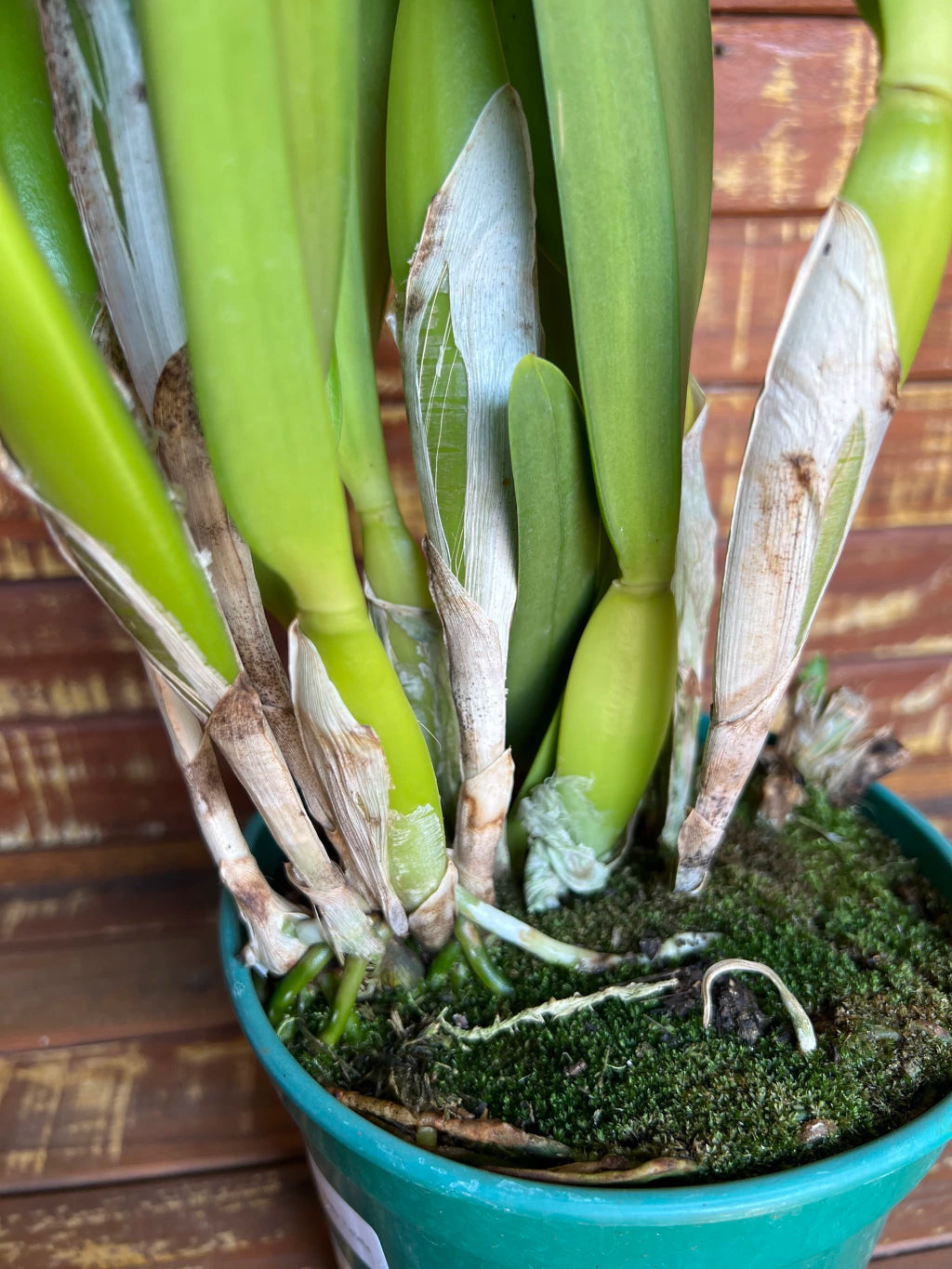 Orquídea Laelia purpurata Roxo Bispo Violeta – Adulta e Apta à Floração
