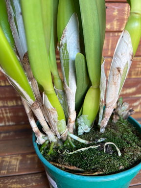 Orquídea Laelia purpurata Roxo Bispo Violeta – Adulta e Apta à Floração