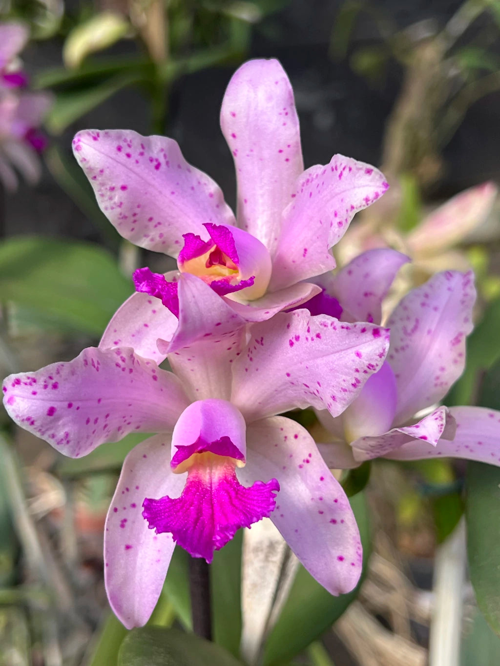 Orquídea Cattleya Amethistoglossa Adulta e apta a floração
