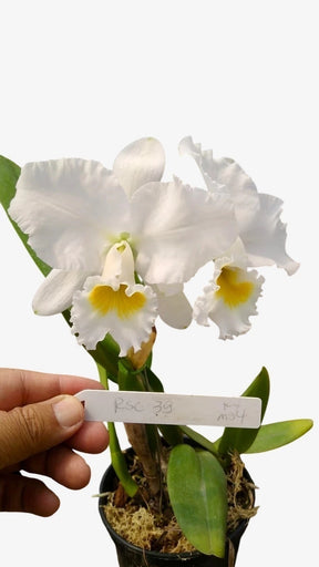 Orquídea Blc Eloise Elena – Adulta e Apta à Floração, Plantada no Vaso