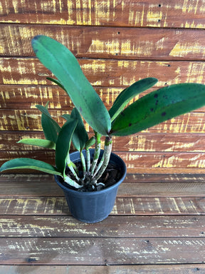 Orquídea Cattleya Penny Kuroda x Loddigesii x Nobiles Variable (210) – Adulta, com Espata e Apta à Floração