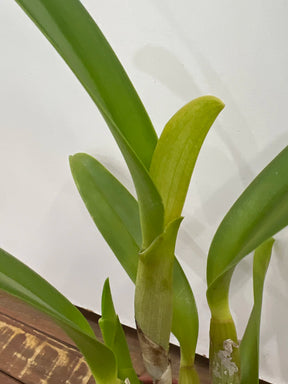 Orquídea Cattleya Turandot × Orange Show × Chunyeh (98) – Adulta e Apta à Floração, Flor de Tons Quentes e Impacto Visual