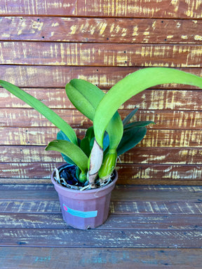 Orquídea Blc Beatriz Kunning – Flor Elegante, Adulta e Apta à Floração