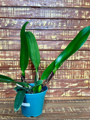 Orquídea Blc Amazing Thailand - Adulta Flor Exuberante