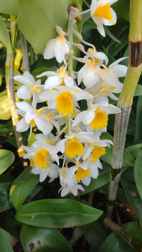 Orquídea Dendrobium Thyrsiflorum x Farmeri - Porte EG, Adulta e Aptas à Floração - Porte Grande (1055)