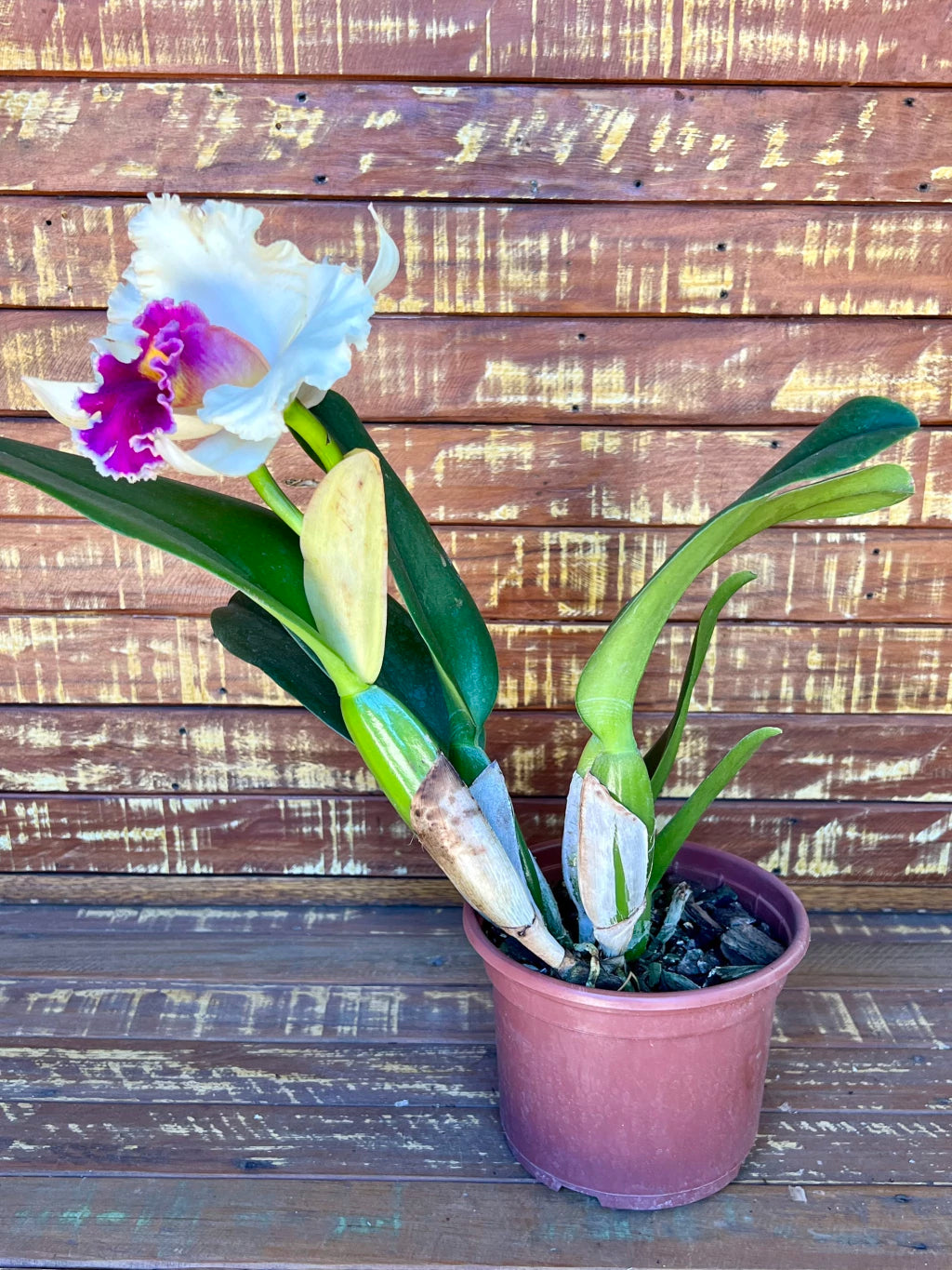 Orquídea Pot. Queen of Carnival – Flor Vibrante, Adulta e Apta à Floração