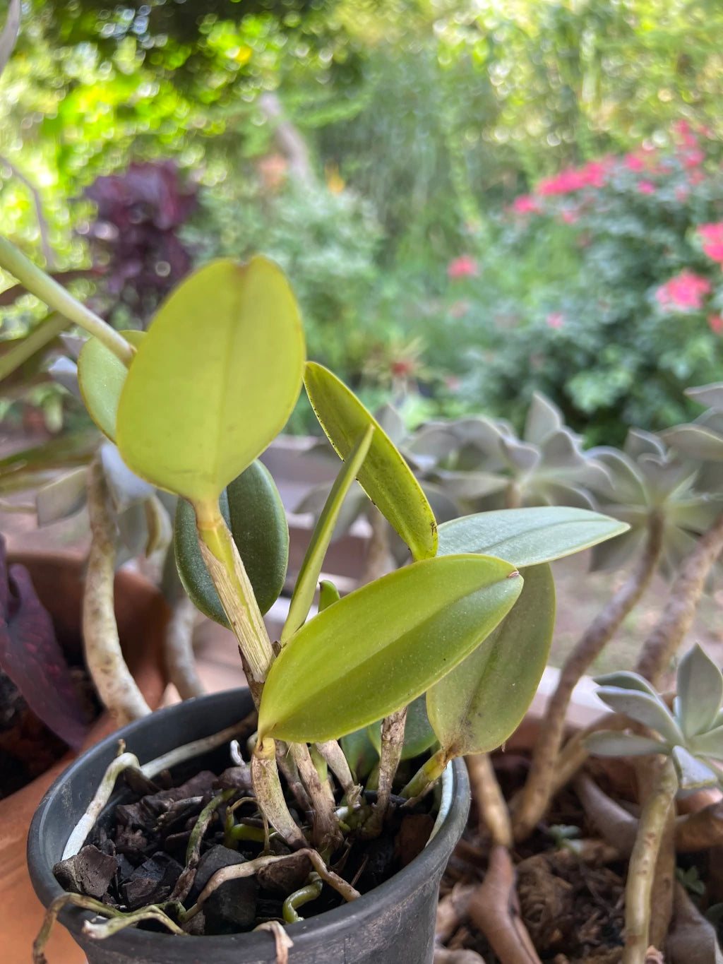 Flor Orquídea Cattleya Interglossa Coeruela – Adulta | Beleza rara com toque azulado