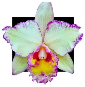 Orquídea Blc. Toshie Aoki Carmela x Erin Kobayashi Lahaina Gold – Adulto e Apta à Floração | Ms41