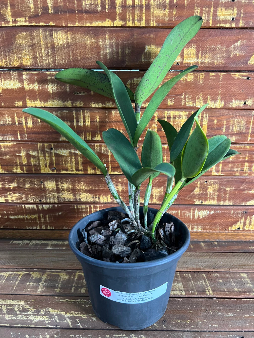 Orquídea Cattleya Penny Kuroda x Loddigesii x Nobiles Variable (210) – Adulta, com Espata e Apta à Floração