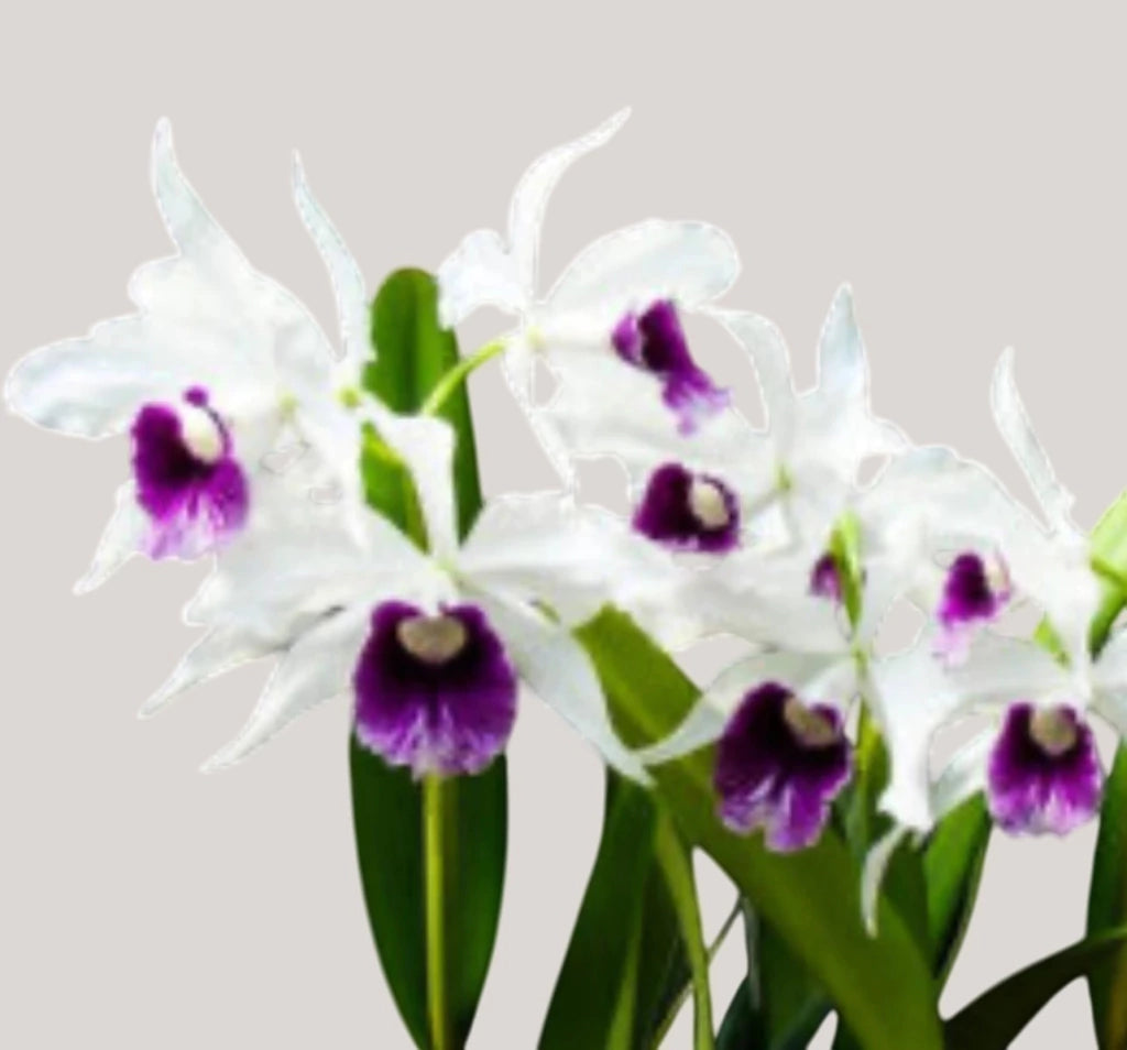 Orquídea Laelia purpurata Roxo Bispo Violeta – Adulta e Apta à Floração