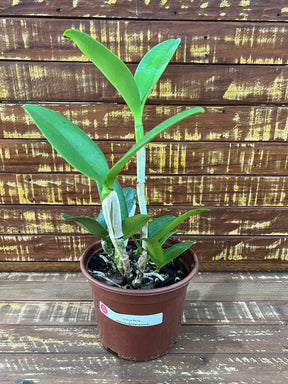 Orquídea Cattleya Bactia – Adulta e Apta à Floração, Flor em Cacho e Perfumada