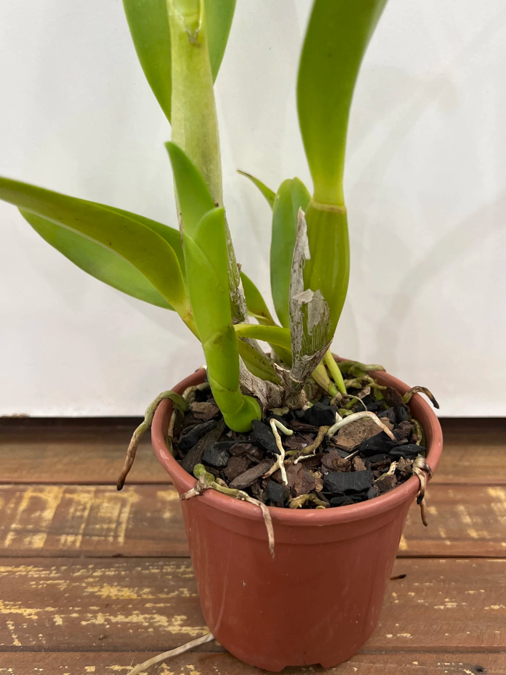 Orquídea Cattleya Turandot × Orange Show × Chunyeh (98) – Adulta e Apta à Floração, Flor de Tons Quentes e Impacto Visual