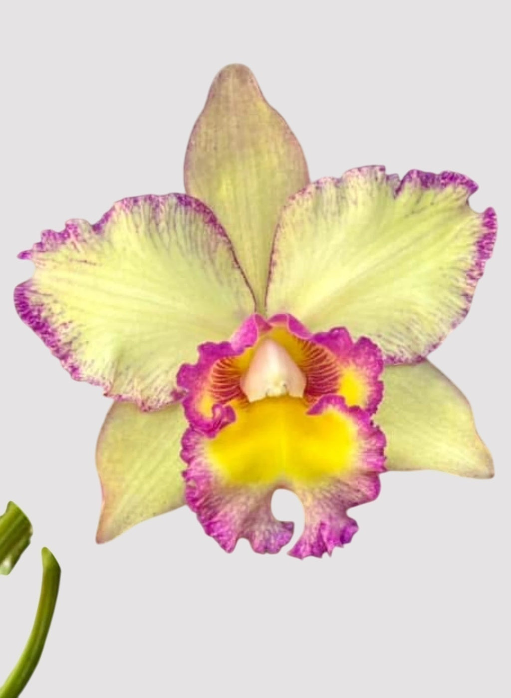Orquídea Blc. Toshie Aoki Carmela x Erin Kobayashi Lahaina Gold – Adulto e Apta à Floração | Ms41