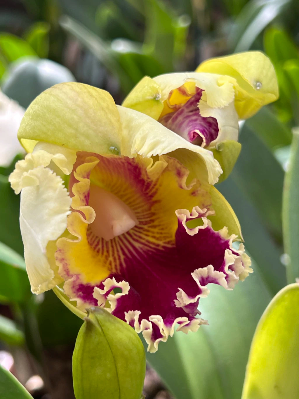 Orquídea Pot. Queen of Carnival – Flor Vibrante, Adulta e Apta à Floração