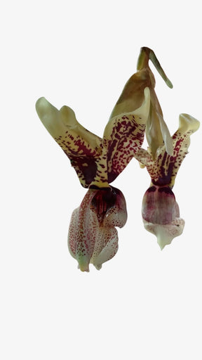 Orquídea Stanhopea Tigrina Nigroviolacea Adulta | Flor Exótica e de Fácil Cultivo!