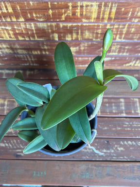 Flor Orquídea Cattleya Intermedia Flamea – Botões de flores 21.08.25