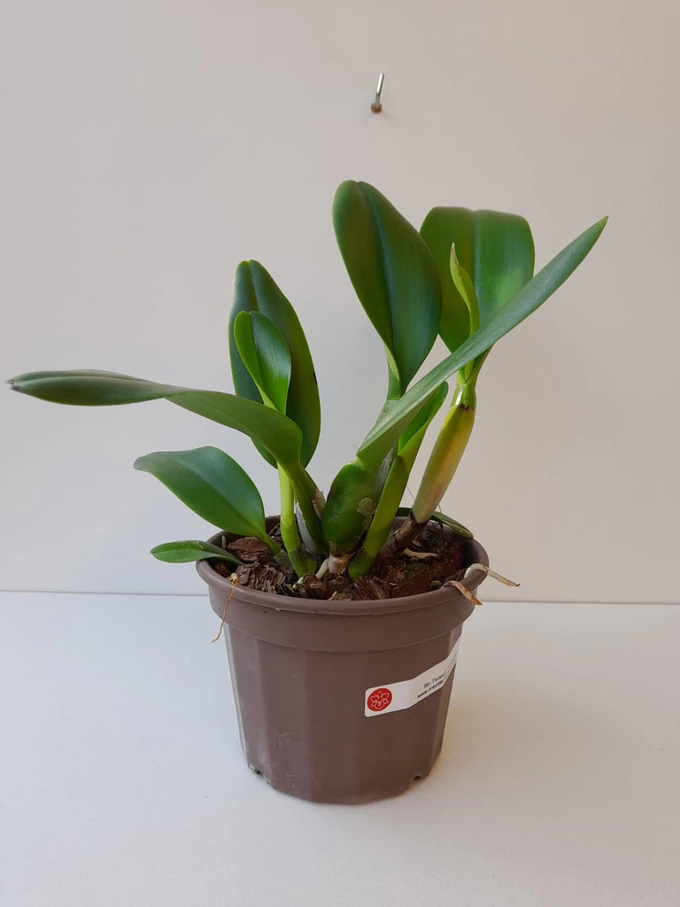 Blc. Turandot "Guaxupé" - adulta | Envio Plantada no Vaso