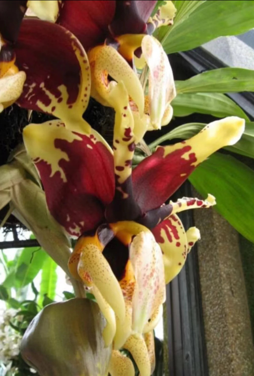 Orquídea Stanhopea Tigrina Nigroviolacea Adulta | Flor Exótica e de Fácil Cultivo!
