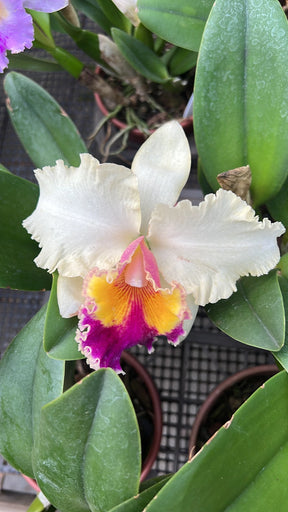 Orquídea Pot. Queen of Carnival – Flor Vibrante, Adulta e Apta à Floração