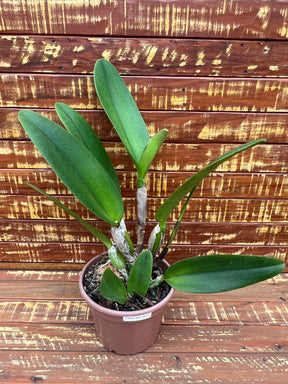 Blc. Turandot "Guaxupé" - adulta | Envio Plantada no Vaso