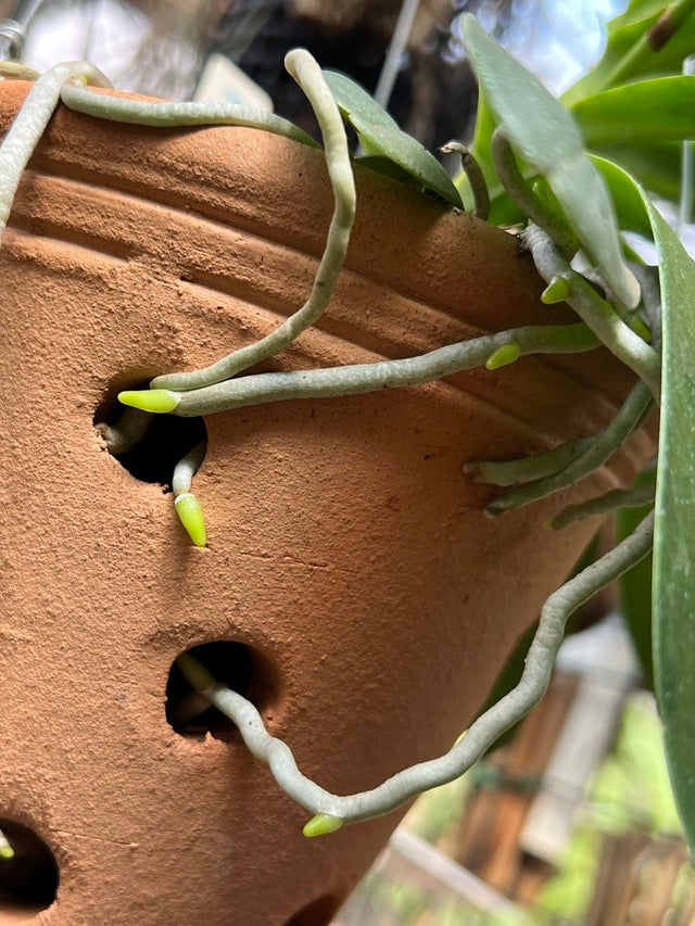 Adubo Orgânico Fortirriza + CÁLCIO 500 g – Raízes Fortes, Vegetal Saudável | Ideal para Orquídeas com Raízes Aéreas