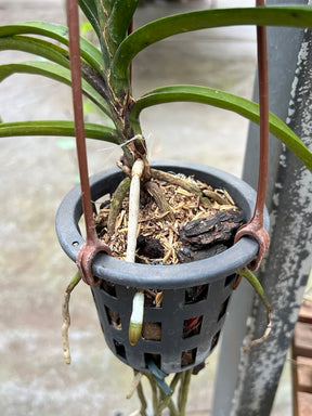 Adubo Orgânico Fortirriza + CÁLCIO 500 g – Raízes Fortes, Vegetal Saudável | Ideal para Orquídeas com Raízes Aéreas