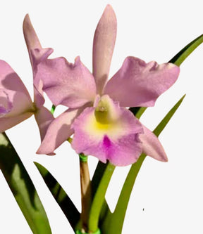 Bc. (Maikai Mayumi x Pastoral 'Innocence' - Adulta e Apta a floraçãoOrquídea Bc. (Maikai Mayumi × Pastoral ‘Innocence’) – Adulta e Apta à Floração, F