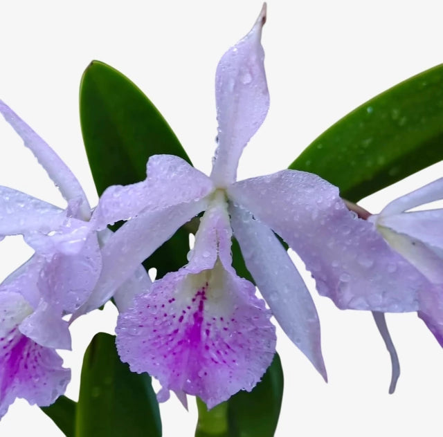 Bc. (Maikai Mayumi x Pastoral 'Innocence' - Adulta e Apta a floraçãoOrquídea Bc. (Maikai Mayumi × Pastoral ‘Innocence’) – Adulta e Apta à Floração, F