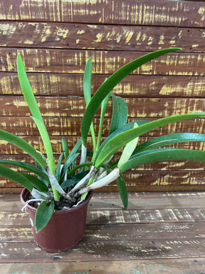 Bc. (Maikai Mayumi x Pastoral 'Innocence' - Adulta e Apta a floraçãoOrquídea Bc. (Maikai Mayumi × Pastoral ‘Innocence’) – Adulta e Apta à Floração, F