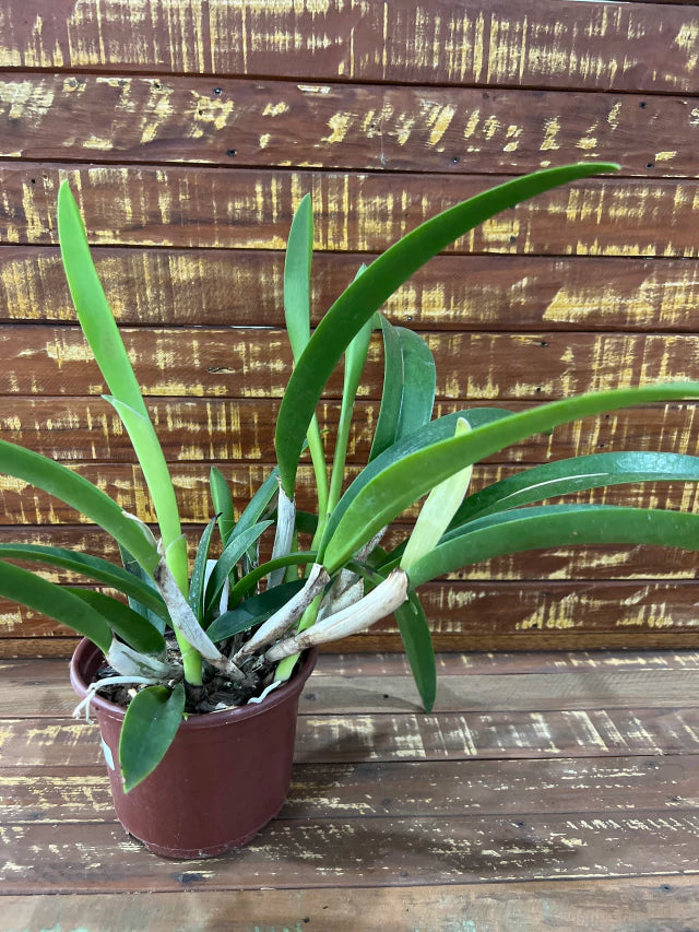 Bc. (Maikai Mayumi x Pastoral 'Innocence' - Adulta e Apta a floraçãoOrquídea Bc. (Maikai Mayumi × Pastoral ‘Innocence’) – Adulta e Apta à Floração, F