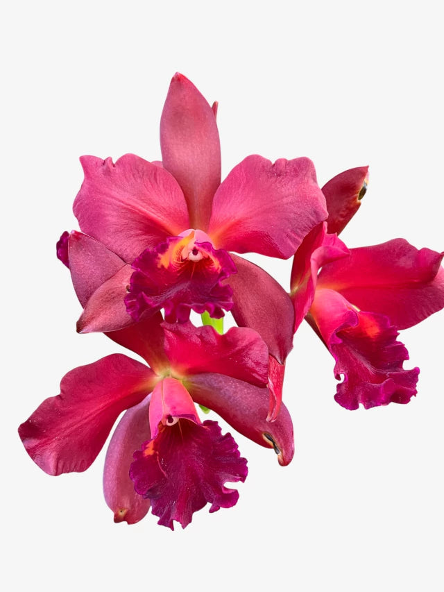 Lc. Suzuki's Red Star - Flores ou Botões em 08.01.26