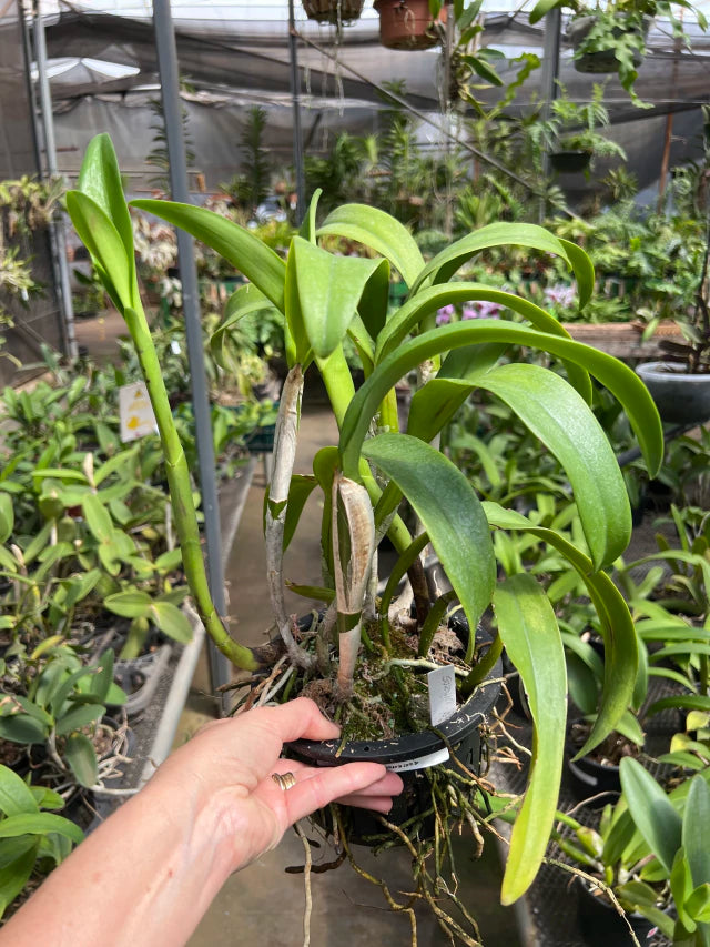 Lc. Suzuki's Red Star - Flores ou Botões em 08.01.26