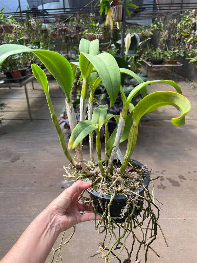 Lc. Suzuki's Red Star - Flores ou Botões em 08.01.26