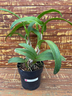 Lc. Suzuki's Red Star - Flores ou Botões em 08.01.26