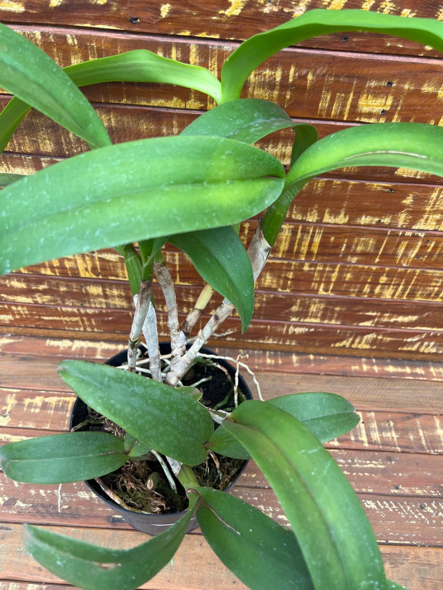 Lc. Suzuki's Red Star - Flores ou Botões em 08.01.26