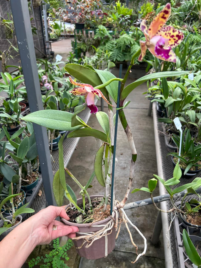 Orquídea Blc. Durigan Big Spot’s – Flor Pintalgada de Impacto | Em Final de Florada em 10/01/2026