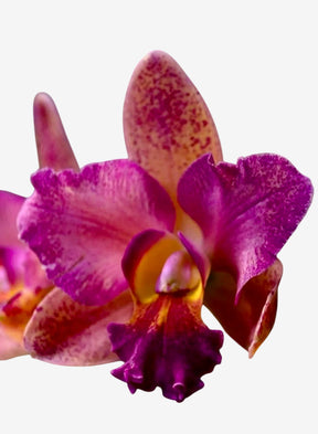 Orquídea Blc. Hawaiian Galaxy × Satisfaction – Adulta e Apta à Floração, Flor de Impacto com Labelo Marcante