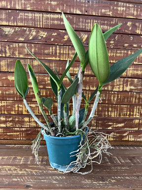 Orquídea Blc. Hawaiian Galaxy × Satisfaction – Adulta e Apta à Floração, Flor de Impacto com Labelo Marcante