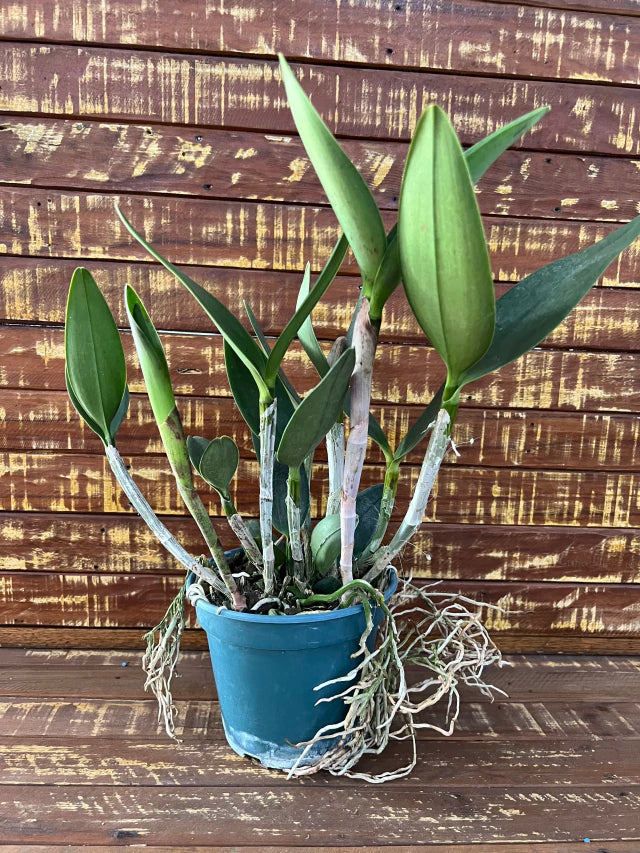 Orquídea Blc. Hawaiian Galaxy × Satisfaction – Adulta e Apta à Floração, Flor de Impacto com Labelo Marcante