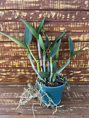 Orquídea Blc. Hawaiian Galaxy × Satisfaction – Adulta e Apta à Floração, Flor de Impacto com Labelo Marcante