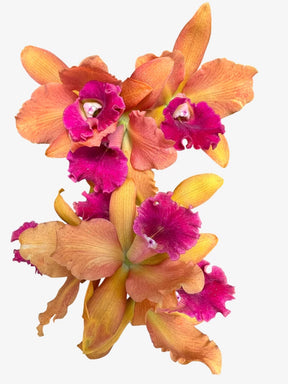 Orquídea Blc. Hobile’s Frenesi – com Flor ou Botões em 08/01/2026, Flor de Impacto e Labelo Marcante