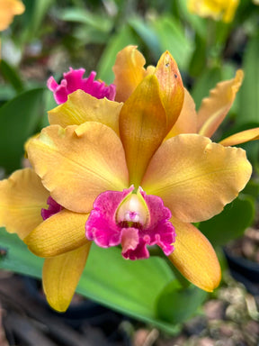 Orquídea Blc. Hobile’s Frenesi – com Flor ou Botões em 08/01/2026, Flor de Impacto e Labelo Marcante