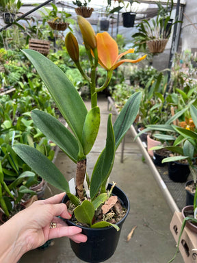 Orquídea Blc. Hobile’s Frenesi – com Flor ou Botões em 08/01/2026, Flor de Impacto e Labelo Marcante