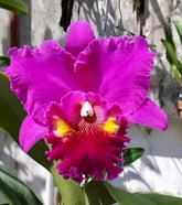 Orquídea Blc. Lucky Strike “Golden Ring” – Adulta, Apta à Floração | Flor Grande, Pink com Anel Dourado (Corte de Matriz)