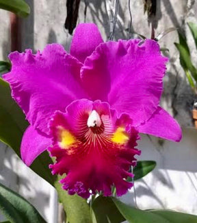 Orquídea Blc. Lucky Strike “Golden Ring” – Adulta, Apta à Floração | Flor Grande, Pink com Anel Dourado (Corte de Matriz)